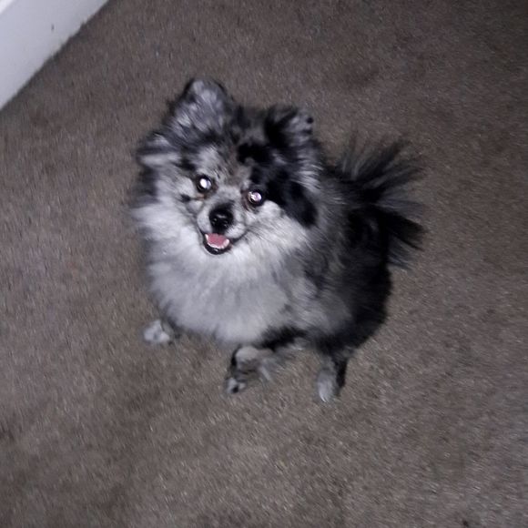 Meet your Posher, Kara - Picture 2 of 2